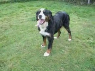 Aline (bouvier bernois)