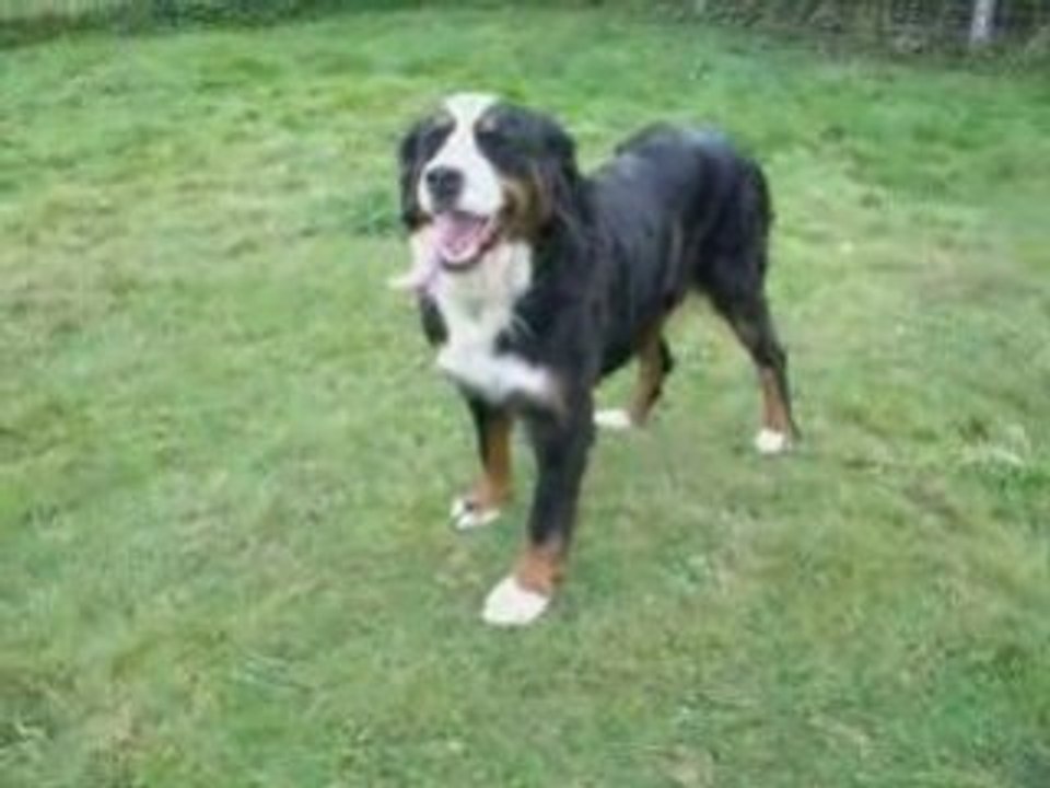 Aline (bouvier bernois)