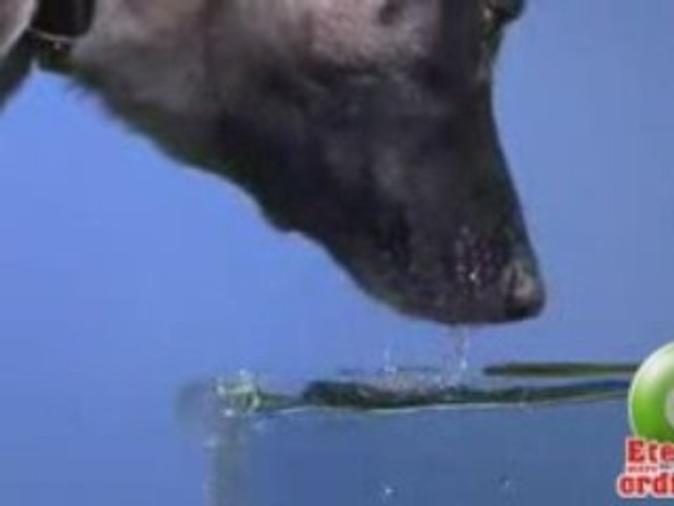 Comment boivent les chiens