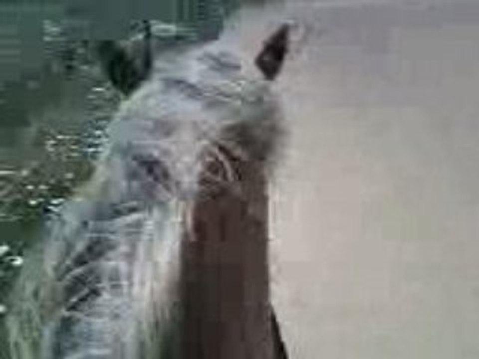 Trot avec nougat a cru en licol