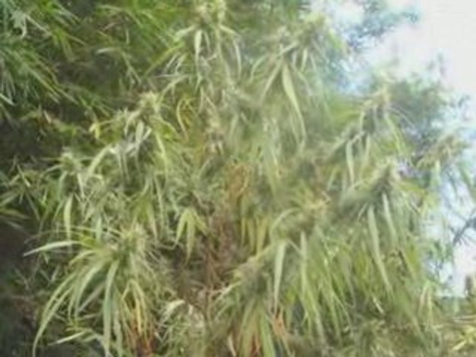 dj dan mixtape ker maron 974