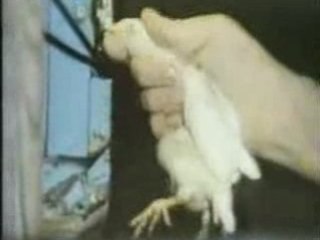 l'Usines d'oeuf et la maltraitance d'animaux