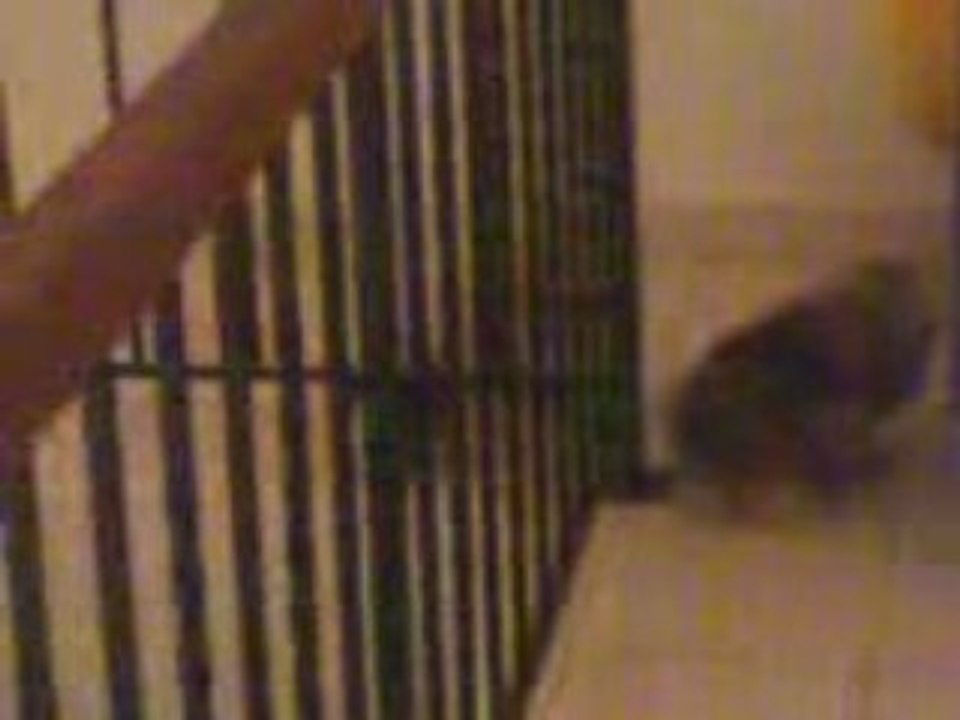 Guizmo et le lapin