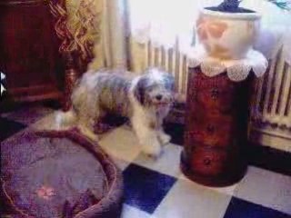 Chipie qui gratte le sol