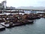 Lions de mer au Pier 39