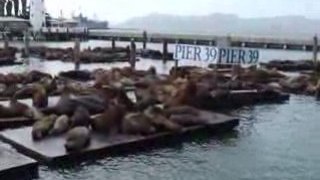 Lions de mer au Pier 39