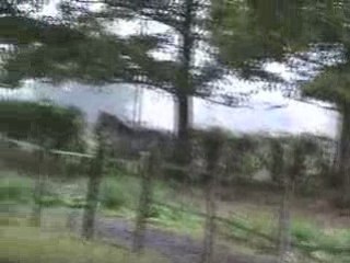 chevaux de club
