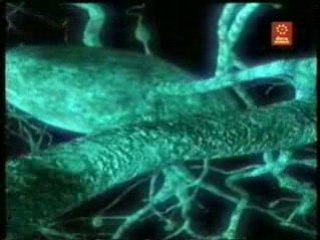 TOC: Compradores compulsivos