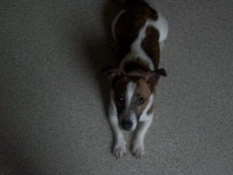 jack russel qui fait des pirouettes