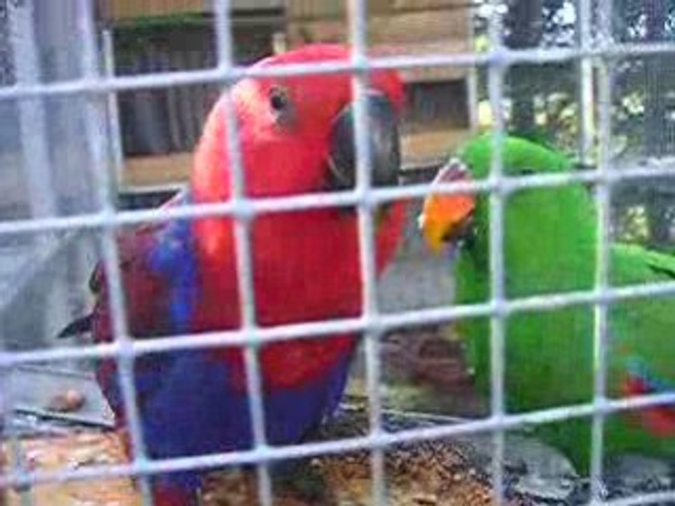 eclectus
