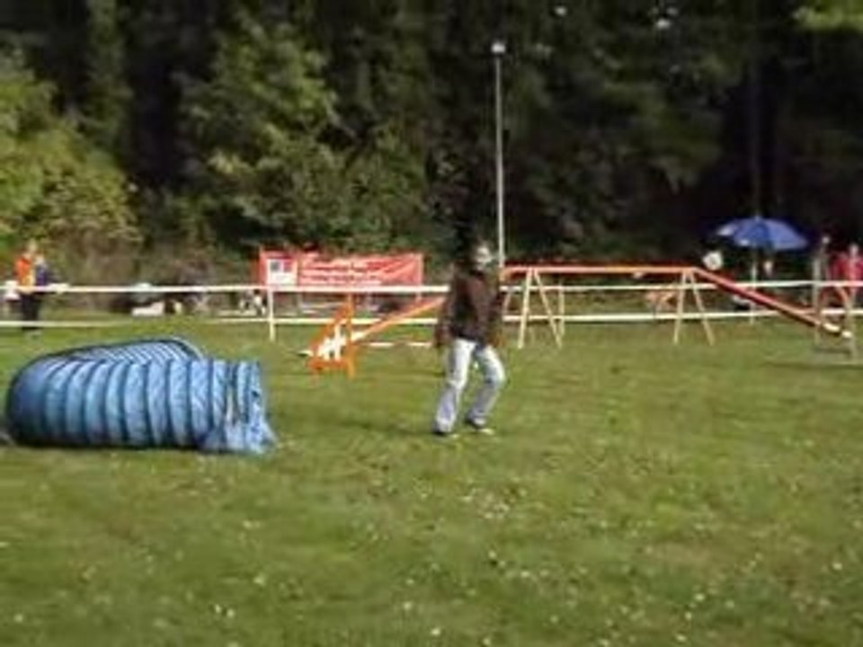 Laïka agility désastre