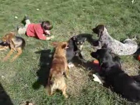 Refuge De Backa Topola Vid Et Les Chiens