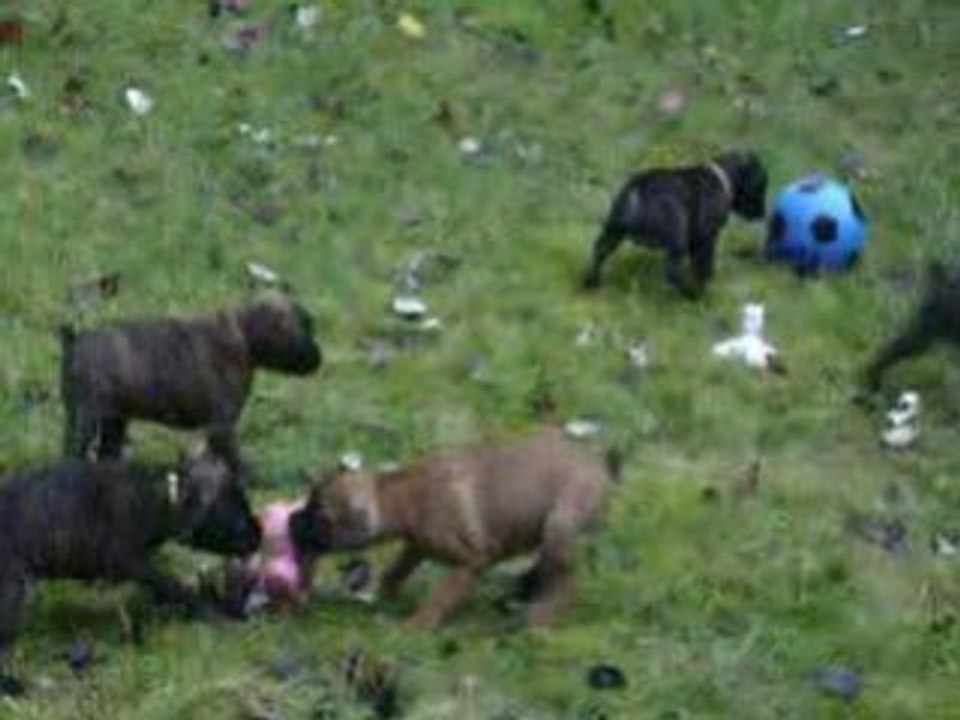 Chiot