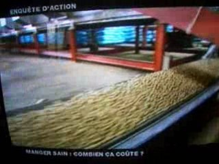 tout sur le poisson panga - part-4