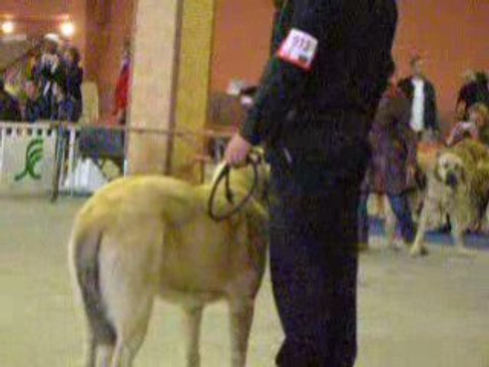 Nantes 26.10.2008 CAME