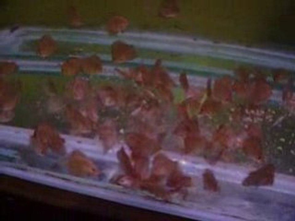 Yavrular 60 günlük 012