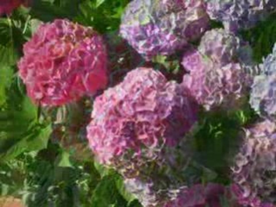 FLEURS
