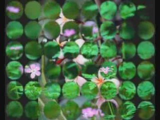 laissons entrer les bobbys