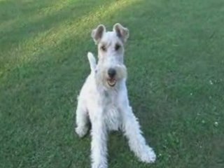 Baccus fox terrier