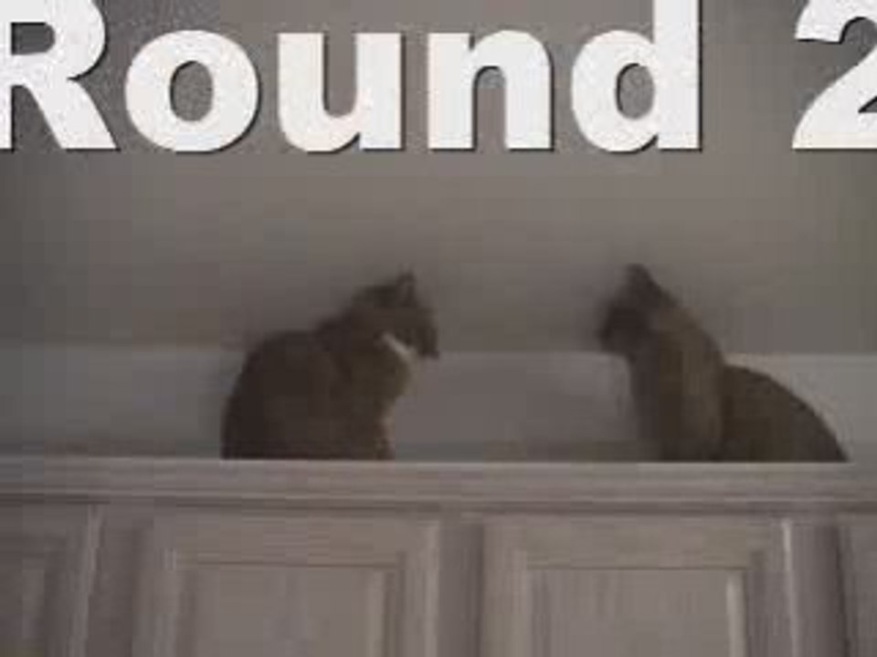 After Watching This Cat Fight Visit www.GetMoneyOnTheNet.com