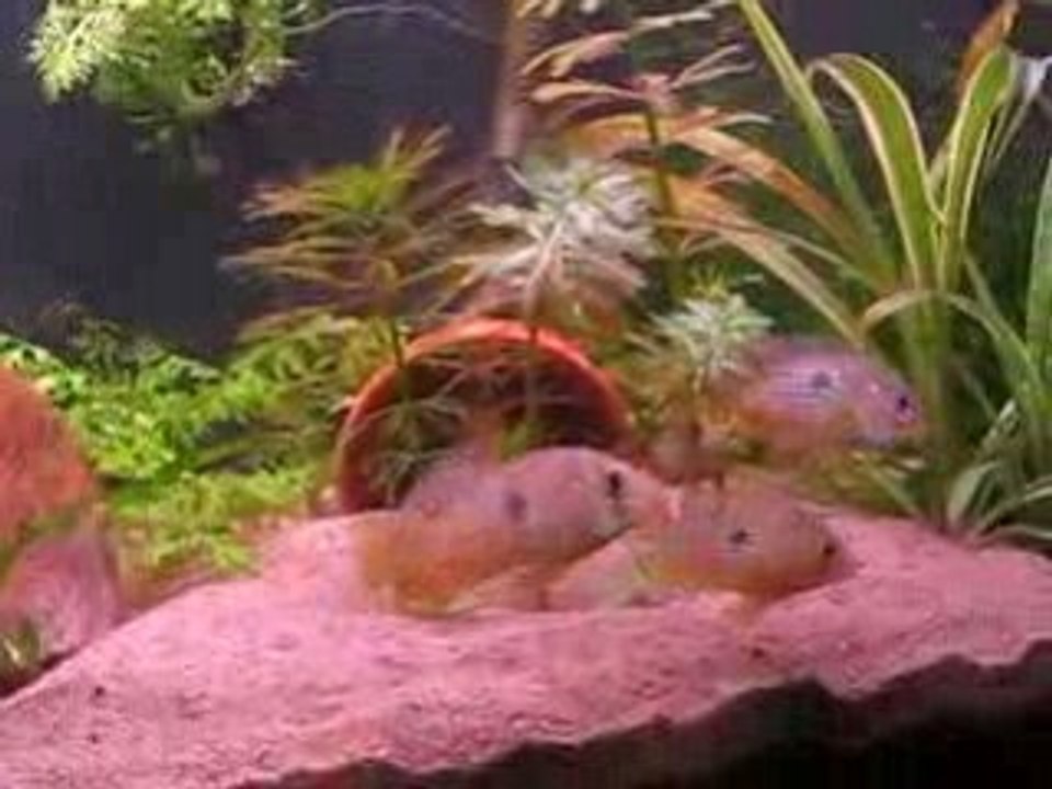 Gymnogeophagus sp. norte