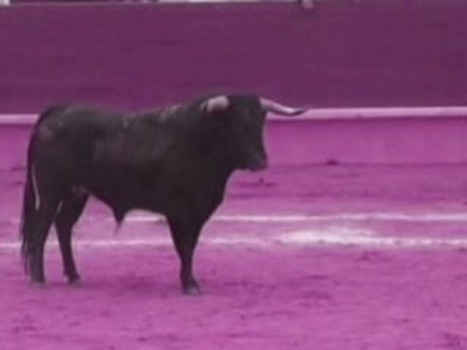 CIRCUS MINOTAURUS