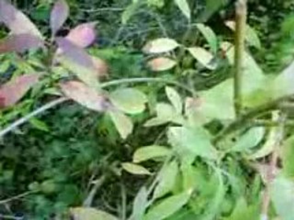MOV00022
