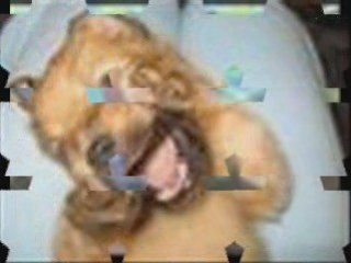 animaux trop marrant