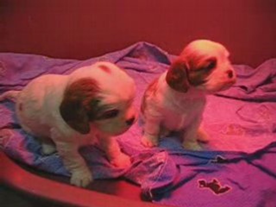cavalier kings charles