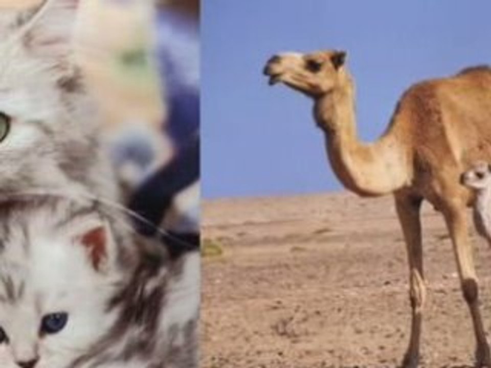 Paul Simon - Mother & Child Reunion