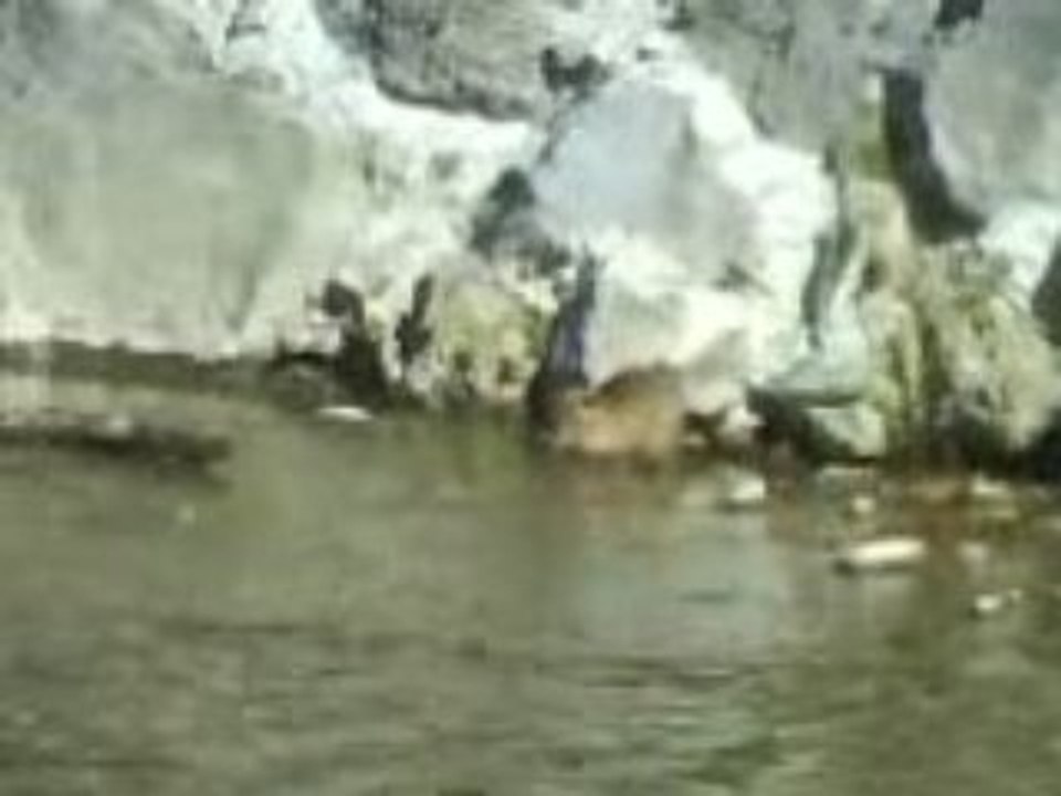 Ragondin :s