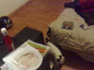 Mon chat qui se prend pour un toutou