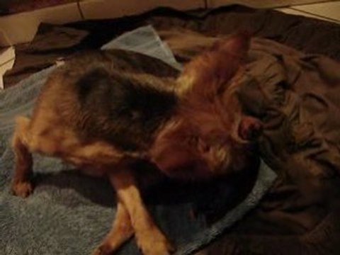 naissance des bebes yorks