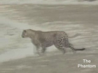 Léopard vs Phacochères(Phacochère Winner).