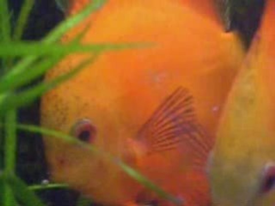 Discus