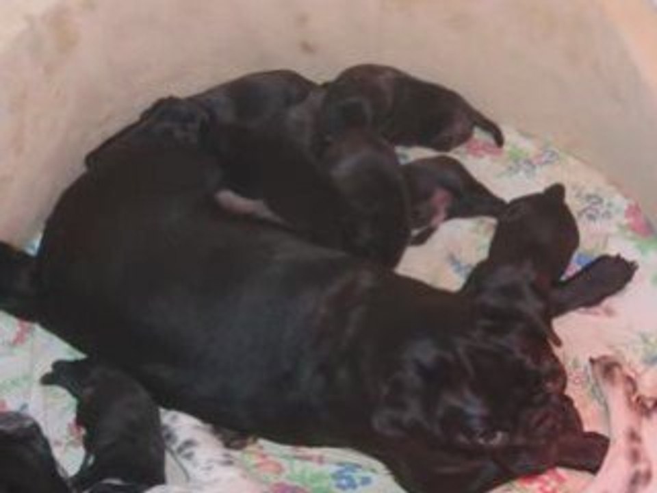 BEBES DE CERISE