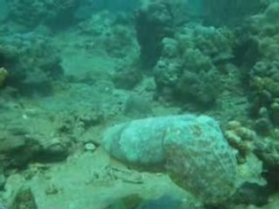 Diving 3