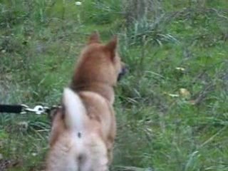 Rencontre Shiba 01/11/08 Mazaugues