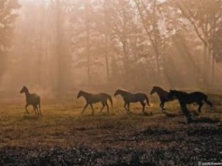 Ten Oaks Horses October 2008