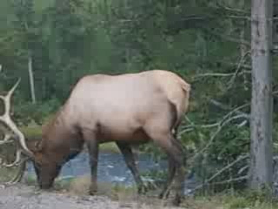 yellowstone usa