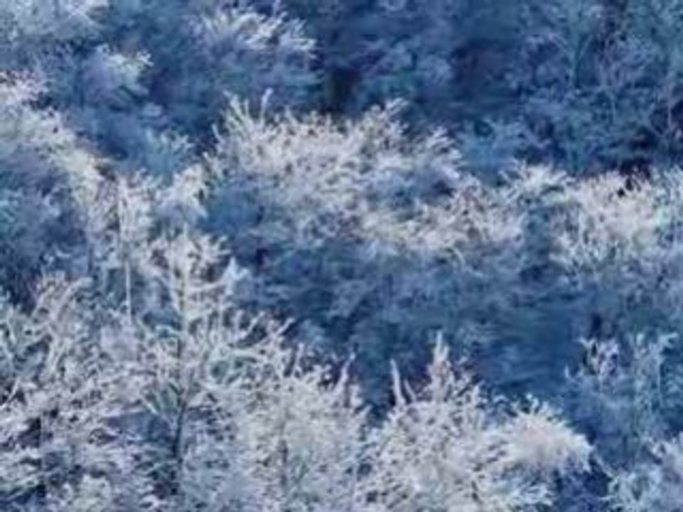 ふきのとう--白い冬