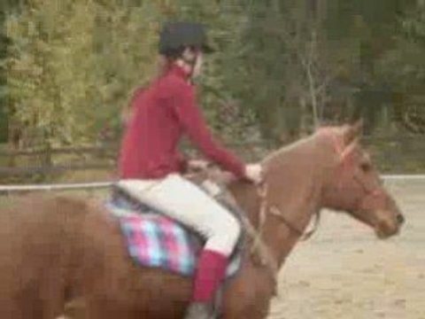 Impala scéance montée licol cordelette 02.11