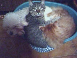 Meus animais