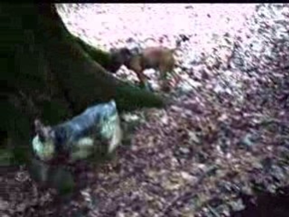 Diesel et Guizmo en forêt