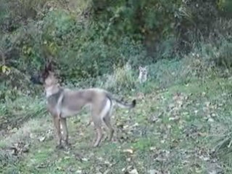 Renard, malinois et terre neuve