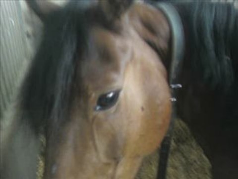 les étriers d'aquitaine