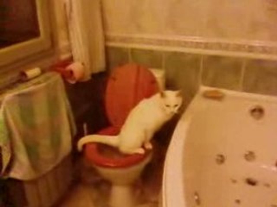 mon, chat