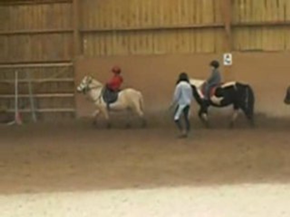 Poney Andreas 1
