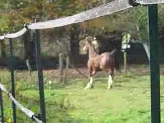 Ouzo et Quito au pré
