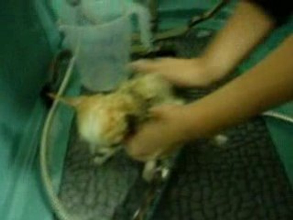 playboy prend son bain